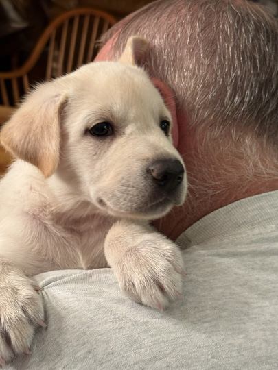 chinook dog